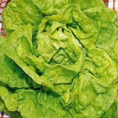 Laitue pommée Grosse Blonde Paresseuse 