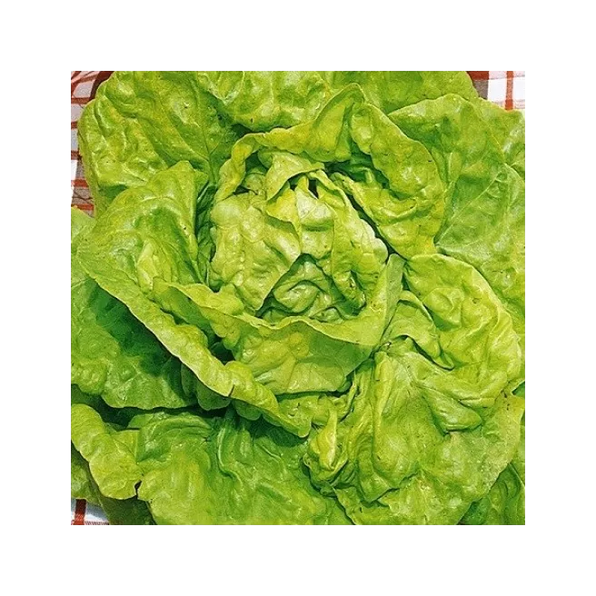 Laitue pommée Grosse Blonde Paresseuse 