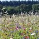 Mélange de fleurs protectrices du jardin - prairie fleurie