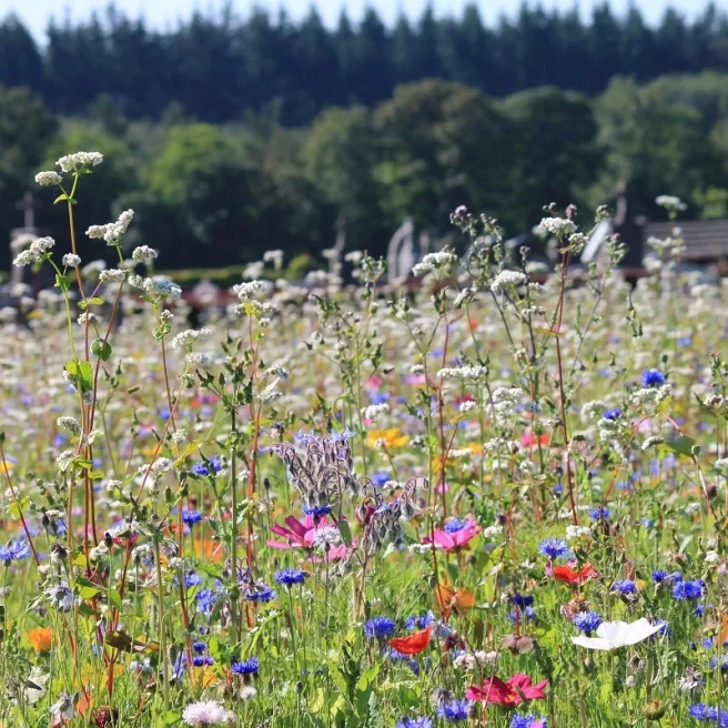 Mélange de fleurs protectrices du jardin - prairie fleurie