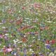 Mélange de fleurs protectrices du jardin - prairie fleurie