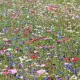 Mélange de fleurs protectrices du jardin - prairie fleurie