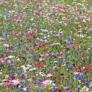 Mélange de fleurs protectrices du jardin - prairie fleurie