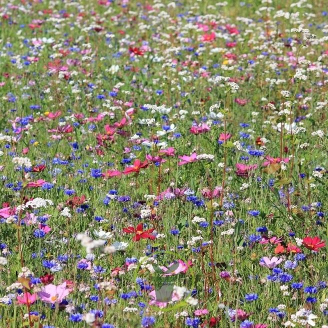 Mélange de fleurs protectrices du jardin - prairie fleurie