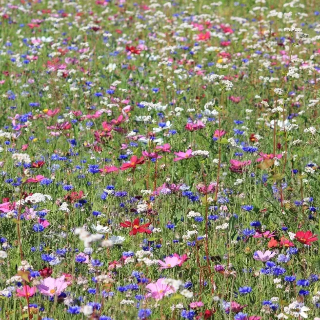 Mélange de fleurs protectrices du jardin - prairie fleurie