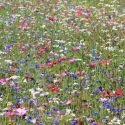 Mélange de fleurs protectrices du jardin 2 grammes