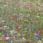 Mélange de fleurs protectrices du jardin 2 grammes
