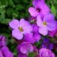 Aubrietia cascade à grande fleur variée 300 graines