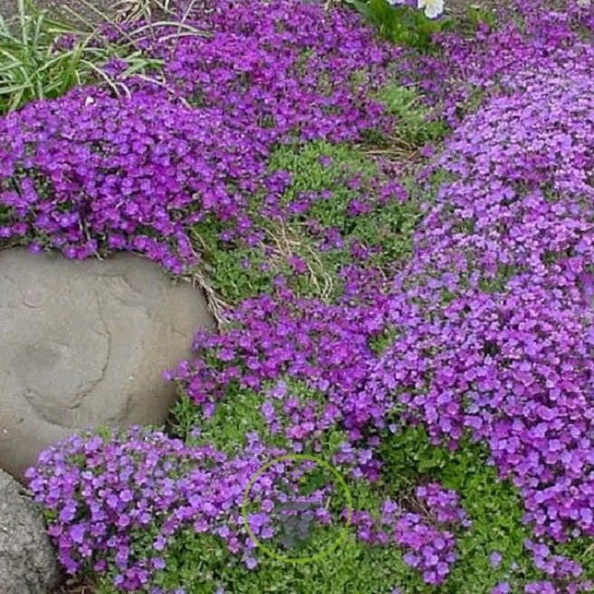 300Pcs Aubrieta Graines Linaceae Graines De Fleurs Pourpre Jardin Plante Au Sol Décoration Graines Aubrieta violettes 