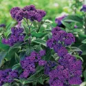 Heliotrope marine - très parfumé 100 graines
