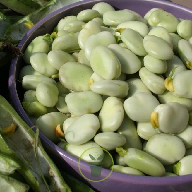 Graines de Fèves des Marais Trois Fois Blanches – très grosses fèves!