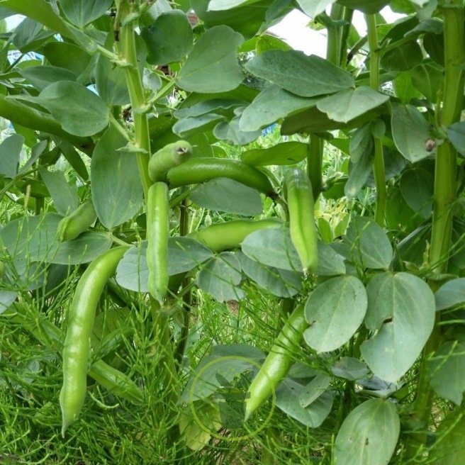 Fève de marais trois fois blanche 60 grammes