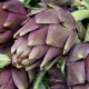 Artichaut Violet de Provence - graines