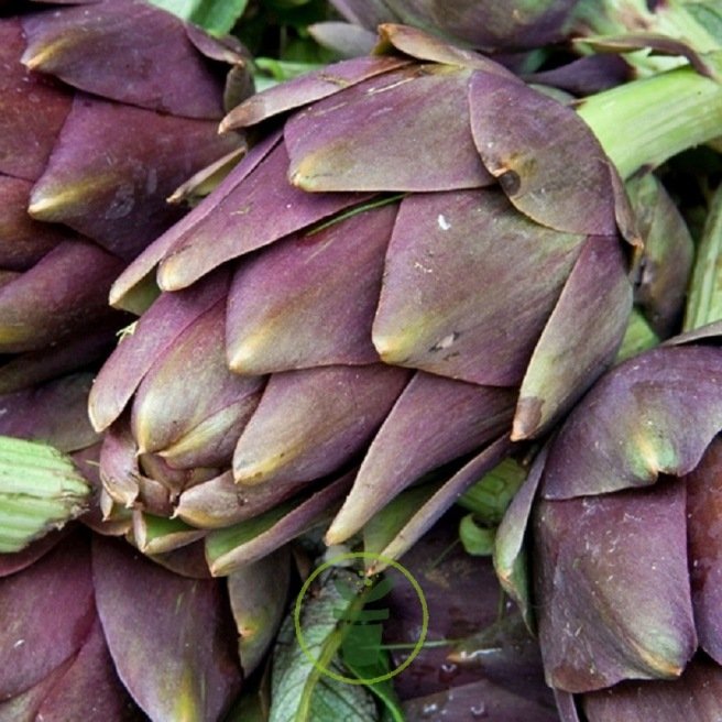 Artichaut Violet de Provence - graines
