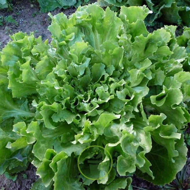 Chicorée scarole Blonde à Cœur Plein - 2 grammes Chicorée scarole Blonde à Cœur Plein - 2 grammes