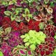 COLEUS ARC EN CIEL VARIE 150 graines