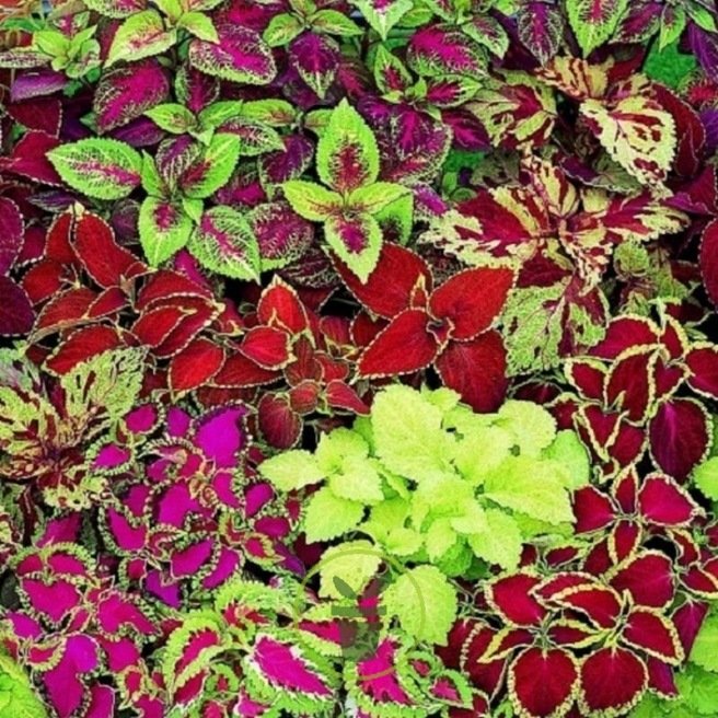 COLEUS ARC EN CIEL VARIE 150 graines COLEUS ARC EN CIEL VARIE 150 graines
