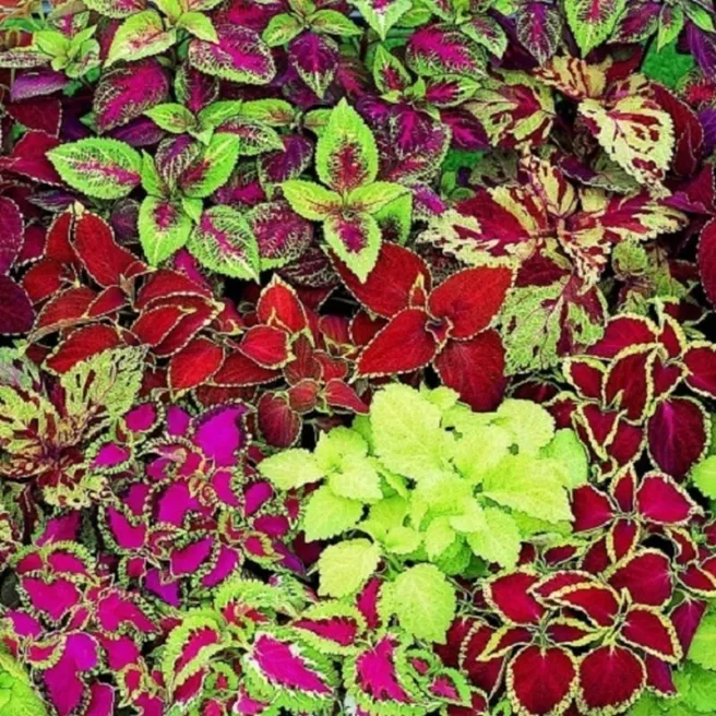 COLEUS ARC EN CIEL VARIE 150 graines