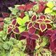 COLEUS ARC EN CIEL VARIE 150 graines