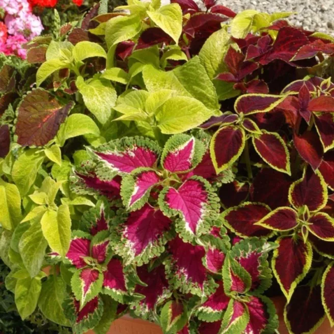 COLEUS ARC EN CIEL VARIE 150 graines