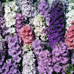 Delphinium ajacis - à fleurs de jacinthe 100 graines
