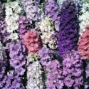 Delphinium à fleurs de jacinthe 800 graines 