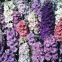 Delphinium ajacis - à fleurs de jacinthe 100 graines