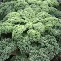 Chou frisé - Kale