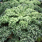 CHOU FRISE VERT DE WESTLAND 600 graines