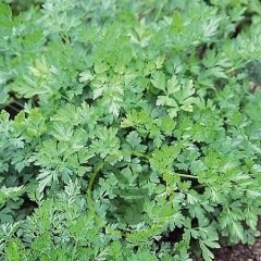 CERFEUIL COMMUN 4 grammes