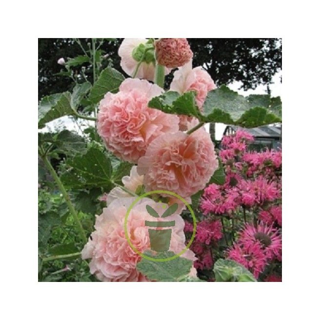 Graines De Rose Trémière Noire Ou Variée En Sachet De 80 Graines