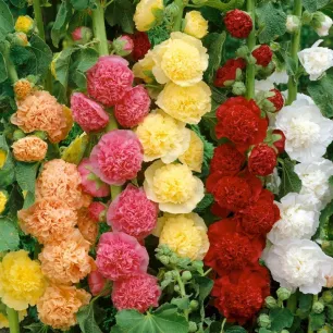 Rose trémière Grande Double variée 80 GRAINES