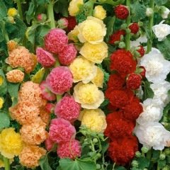 Rose trémière Grande Double variée 80 GRAINES