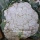 Chou-fleur Merveille de Toutes Saisons