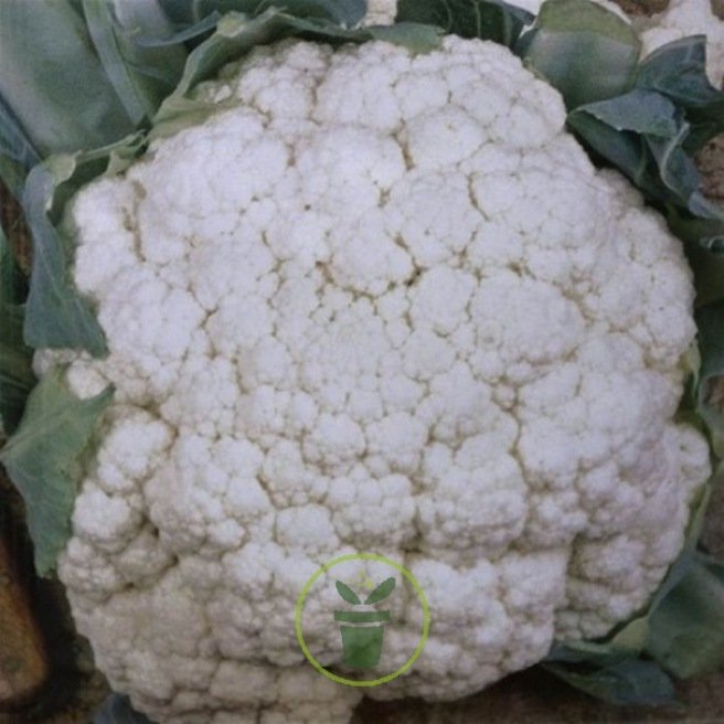 Chou-fleur Merveille de Toutes Saisons