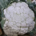 Chou-fleur 300 graines 