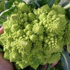 Chou-fleur Romanesco Natalino Vert