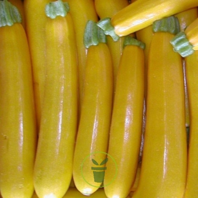 Courgette jaune