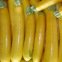 Courgette jaune