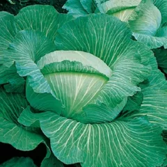 CHOU CABUS GLOIRE D' ENKHUIZEN 300 graines