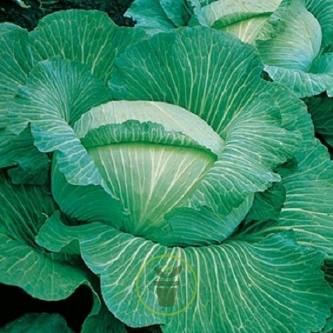 CHOU CABUS GLOIRE D' ENKHUIZEN 300 graines