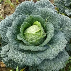 CHOU DE MILAN GROS DES VERTUS 300 graines