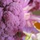 CHOU BROCOLI SUMMER PURPLE