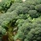 Chou brocoli Calabrais