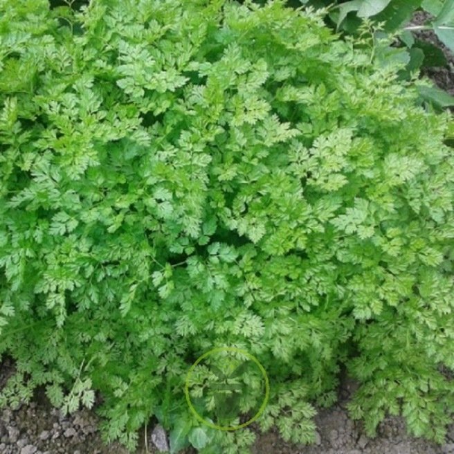 CERFEUIL FRISE 4 grammes CERFEUIL FRISE 4 grammes