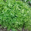 CERFEUIL FRISE 4 grammes