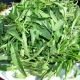 Roquette sauvage