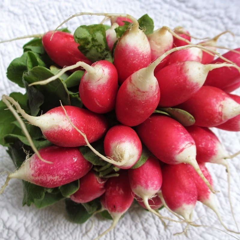 Graines de Radis en mélange à semer au potager