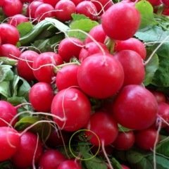 Radis rond rouge écarlate  Radis rond rouge écarlate
