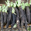 Radis noir gros long d’hiver 